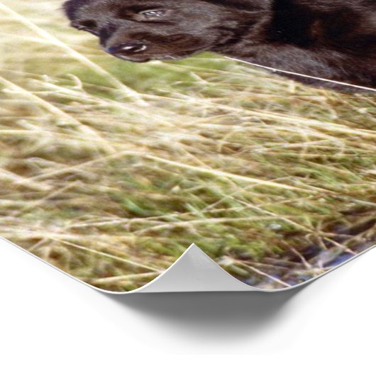 Black Lab Puppy Poster (Hoek)