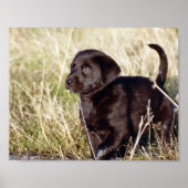 Black Lab Puppy Poster (Voorkant)
