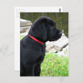 Black Lab Puppy Schattigee hond - Labrador Retriev Briefkaart (Voorkant / Achterkant)