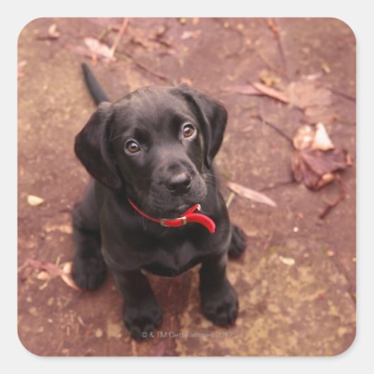 Black Lab Puppy Vierkante Sticker (Voorkant)