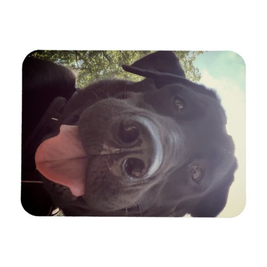 Black Lab Selfie Dog Foto Magneet (Horizontaal)