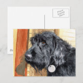 Black Labradoodle #1 Briefkaart (Voorkant / Achterkant)