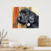 Black Labradoodle #1 Print (Keuken)