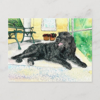 Black Labradoodle Briefkaart