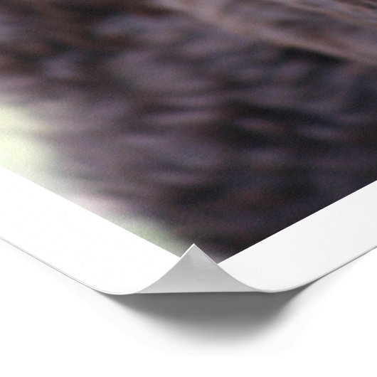 Black Labradoodle Poster (Hoek)