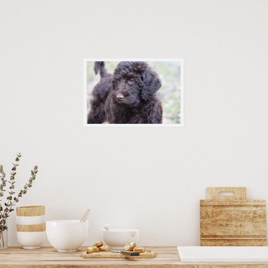 Black Labradoodle Poster (Keuken)