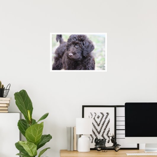 Black Labradoodle Poster (Thuiskantoor)