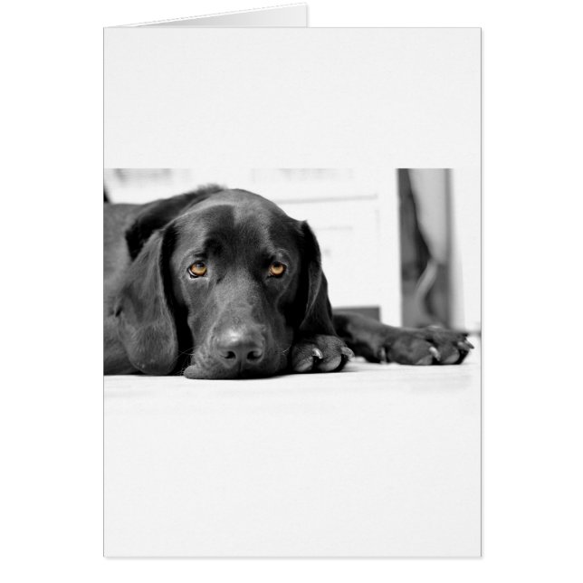 Black Labrador (Voorkant)