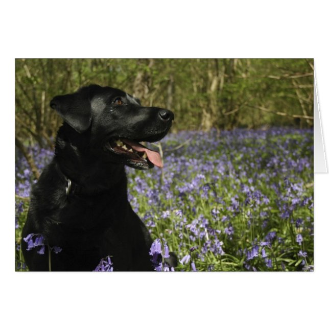 Black Labrador (Voorkant Horizontaal)