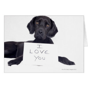 Black Labrador 13 maanden