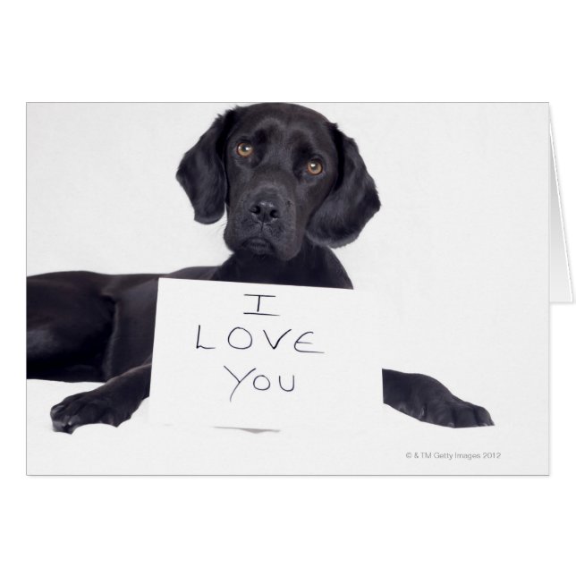 Black Labrador 13 maanden (Voorkant Horizontaal)