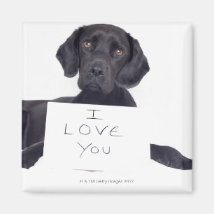 Black Labrador 13 maanden Magneet