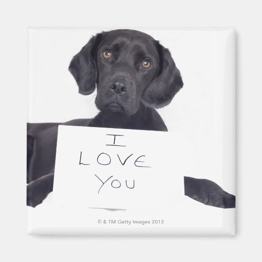 Black Labrador 13 maanden Magneet (Voorkant)