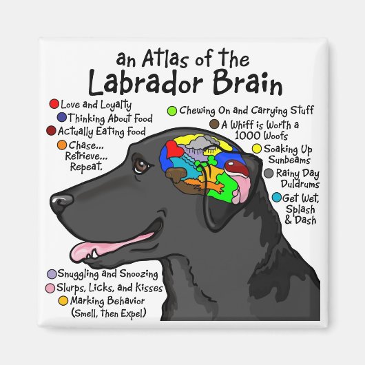 Black Labrador Brain Atlas Magneet (Voorkant)