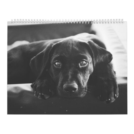 Black Labrador Calendar Kalender (Hoes)