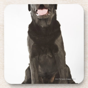 Black Labrador (Canis familiaris), panting, Drankjes Onderzetter