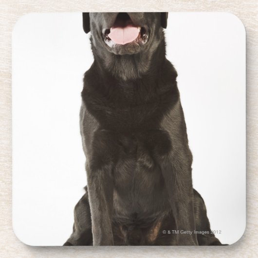 Black Labrador (Canis familiaris), panting, Drankjes Onderzetter (Voorkant)