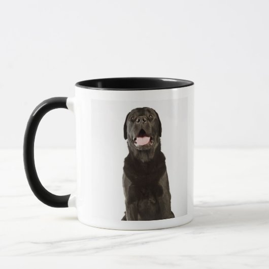 Black Labrador (Canis familiaris), panting, Mok (Links)