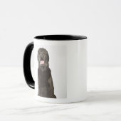 Black Labrador (Canis familiaris), panting, Mok (Voorkant links)