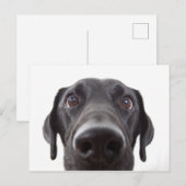 Black Labrador Closeup Portrait Briefkaart (Voorkant / Achterkant)