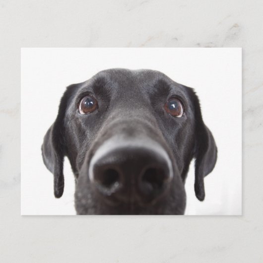 Black Labrador Closeup Portrait Briefkaart (Voorkant)