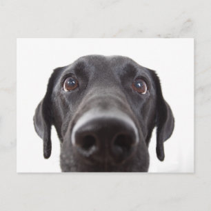 Black Labrador Closeup Portrait Briefkaart