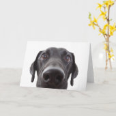 Black Labrador Closeup Portrait Kaart (Gele Bloem)