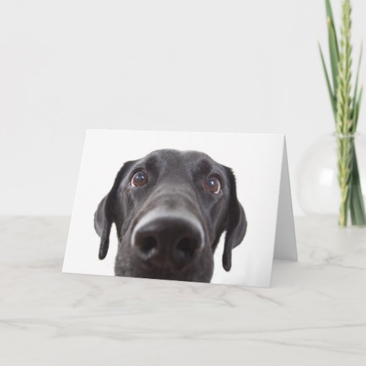 Black Labrador Closeup Portrait Kaart (Voorkant)