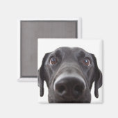 Black Labrador Closeup Portrait Magneet (Voorkant / Achterkant)