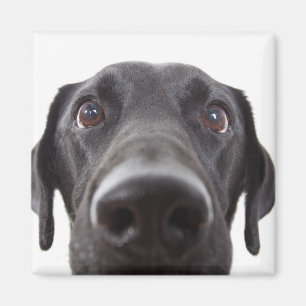 Black Labrador Closeup Portrait Magneet