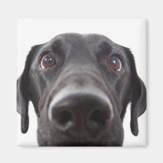Black Labrador Closeup Portrait Magneet (Voorkant)