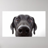 Black Labrador Closeup Portrait Poster (Voorkant)