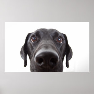 Black Labrador Closeup Portrait Poster