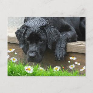 Black Labrador Cute Dog Daisy Flowers Ladybug Briefkaart