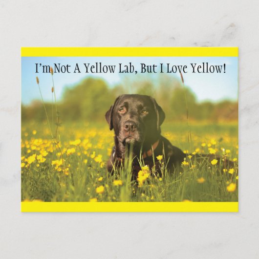 Black Labrador Dog Briefkaart (Voorkant)
