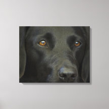Black Labrador Dog
