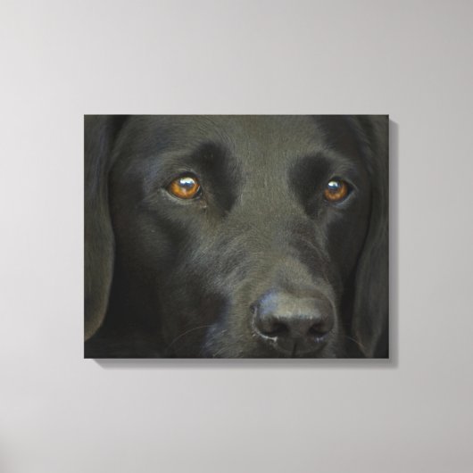 Black Labrador Dog Canvas Afdruk (Voorkant)