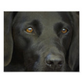 Black Labrador Dog Foto Afdruk (Voorkant)