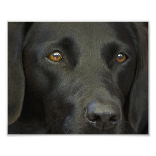 Black Labrador Dog Foto Afdruk (Voorkant)