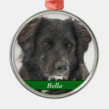 Black Labrador Dog Pet Foto Naam