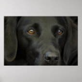Black Labrador Dog Poster (Voorkant)