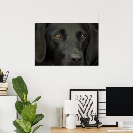 Black Labrador Dog Poster (Thuiskantoor)
