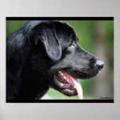 Black Labrador Dog Poster (Voorkant)