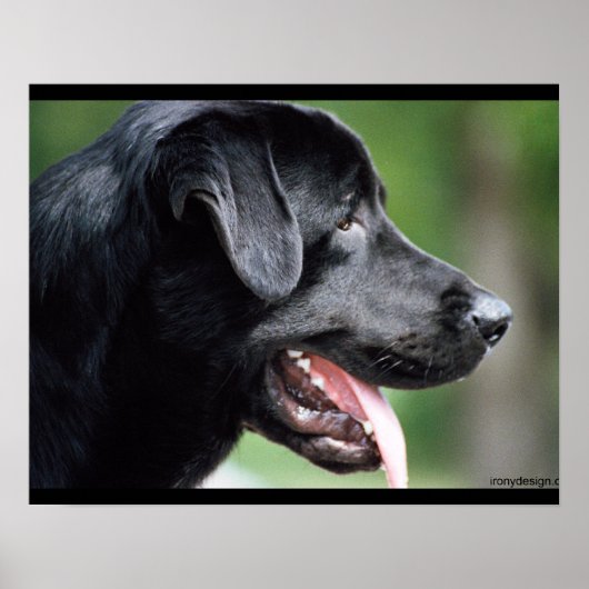 Black Labrador Dog Poster (Voorkant)