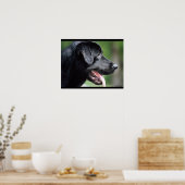 Black Labrador Dog Poster (Keuken)