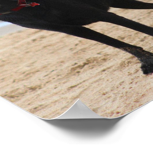 Black Labrador Dog Poster (Hoek)