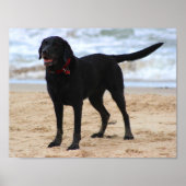 Black Labrador Dog Poster (Voorkant)