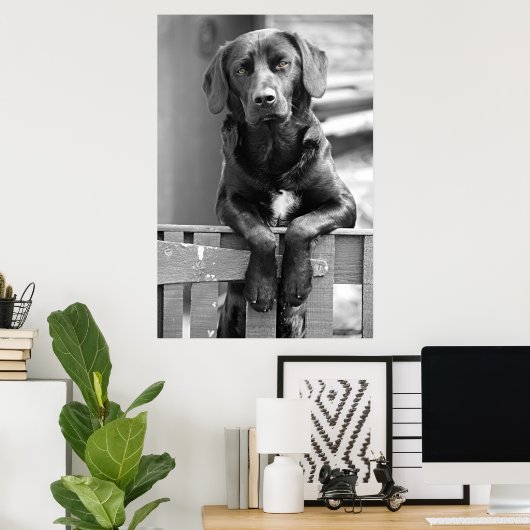 Black Labrador Dog Poster Print (Thuiskantoor)