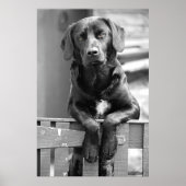 Black Labrador Dog Poster Print (Voorkant)
