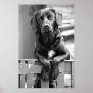 Black Labrador Dog Poster Print
